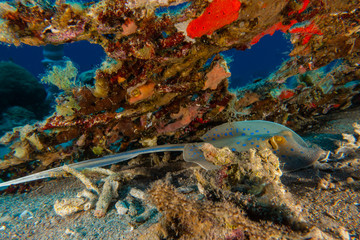 Blue spotted stingray On the seabed  in the Red Sea