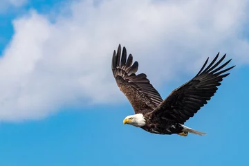 Gordijnen Bald eagle flying in the clouds © Dylan