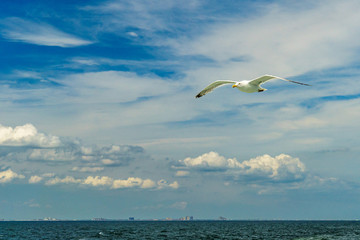 White gull flying Lower New York Bay