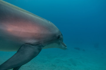 Fototapeta premium Dolphin swimming in the Red Sea, Eilat Israel