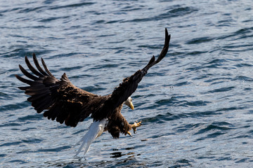 Bald eagle diving at water
