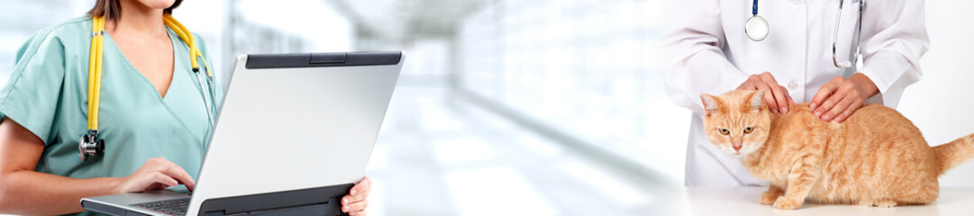 Cat and veterinarian doctor