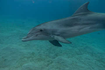 Dolphin swimming in the Red Sea, Eilat Israel