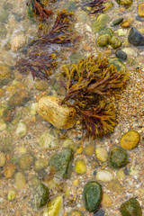 Orient Beach, sea water algae Long Island