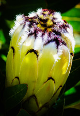 Single Yellow Protea Flower Isolated on Dark Background