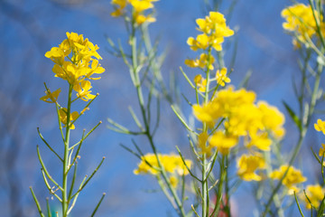 菜の花２