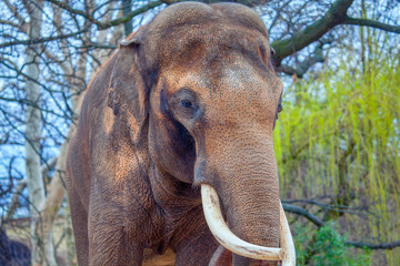 Portrait of Elephant with big tusks