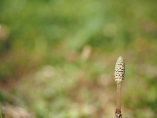 ツクシ　春