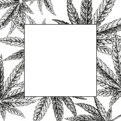 Hand drawn hemp background. Cannabis leaf. Vector sketch of marijuana. Layout design for packaging