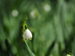 スノーフレーク　花