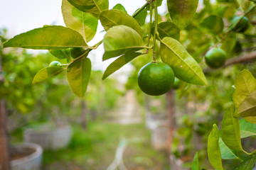 Lime in garden at Champasak town, Laos