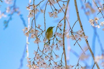 メジロと枝垂れ桜