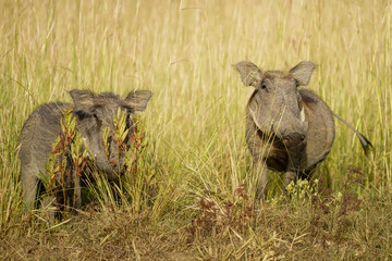 Warthog pumba in Uganda