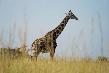 Landscape in Murchison Falls in Uganda