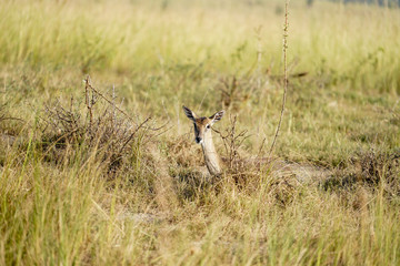 Landscape in Murchison Falls in Uganda