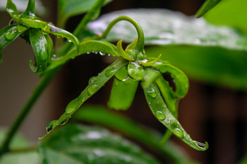 morning dew on the leaves
