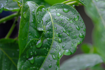 morning dew on the leaves
