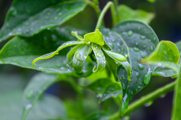 morning dew on the leaves