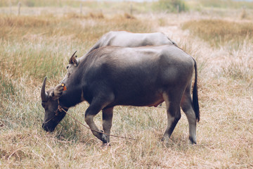 Thai buffalo is in the grass field