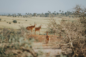 Damaliscus in Murchison Falls in Uganda