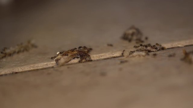 Ants in the house. Ants feast on tiny crumbs and grease. Pest Control
