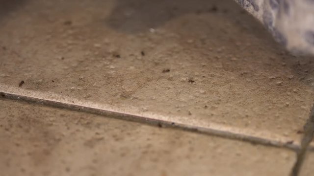 Ants in the house. Pest Control
