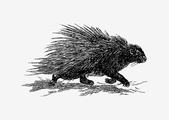 Porcupine running vintage drawing