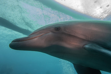 Dolphin swimming in the Red Sea, Eilat Israel