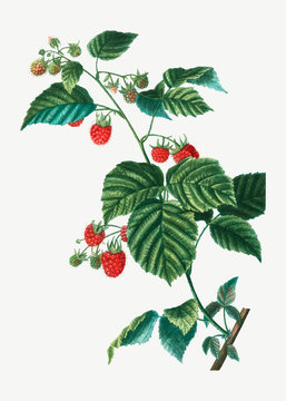 Raspberry branch