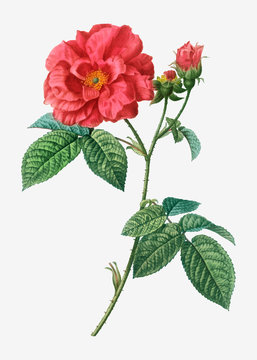 Apothecary's rose