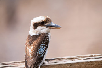 Kookaburra sitting on perch