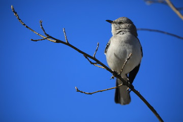 northern mockingbird