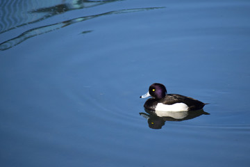 冬の街の川のキンクロハジロ