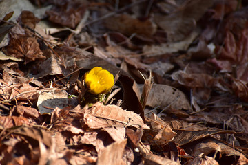 枯れ葉の中の福寿草