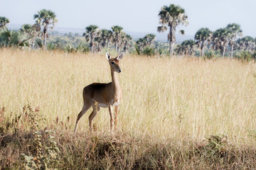 Naklejka na ściany i meble Impala in Murchison Falls in Uganda