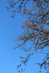 branches of a tree against blue sky