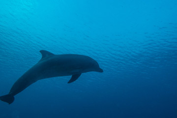 Dolphin swimming in the Red Sea, Eilat Israel