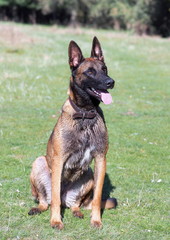 Portrait of a standard Belgian sheepdog on a natural background