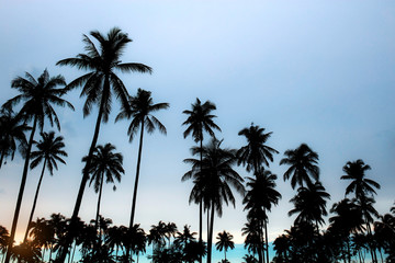 Fototapeta na wymiar Palm tree with sky background.