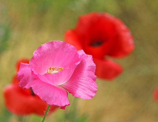 Pink poppy flower close up