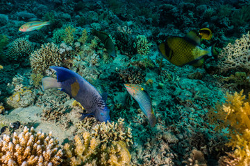 Naklejka na ściany i meble Blue spotted stingray On the seabed in the Red Sea