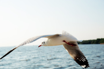 Seagull flying at sea.