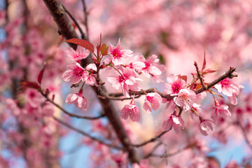 Beauty in nature of pink spring cherry blossom in full bloom  under clear blue sky.