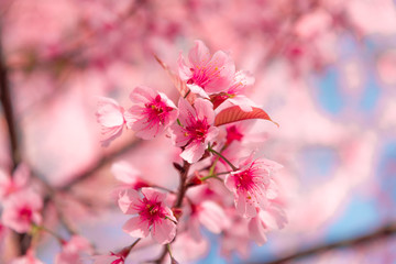Beauty in nature of pink spring cherry blossom in full bloom  under clear blue sky.