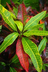 The bright foliage of a Croton plant shows off its green and red leaves with distinct veins