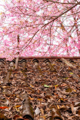 Beautiful contrast of dry leaves and fresh cherry blossom full bloom  in spring background.