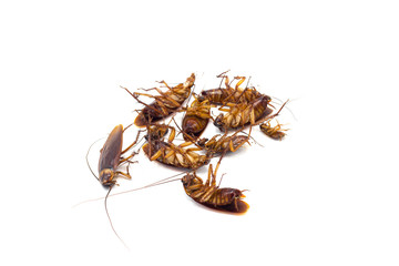 Cockroaches die from Bug Sprays isolate white background 