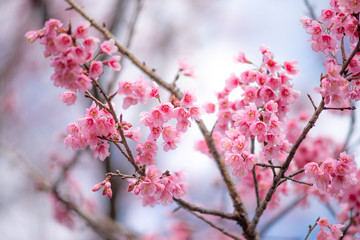 Beauty in nature of pink spring cherry blossom in full bloom  under clear blue sky.