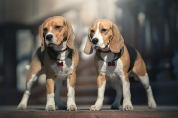 Two Beagle Dogs. Outdoor