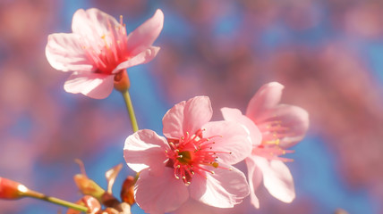Beauty in nature of pink spring cherry blossom in full bloom  under clear blue sky.